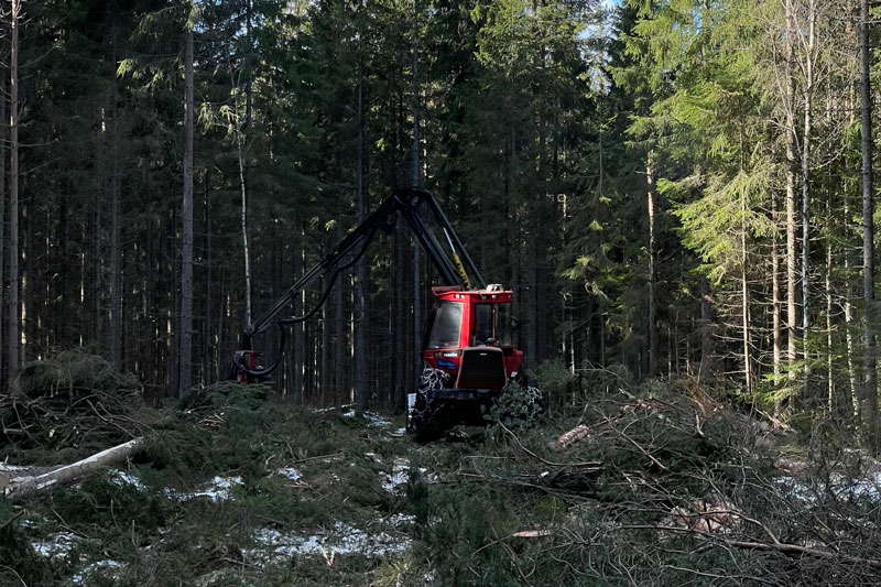 Avverkning av träd